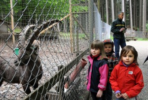 Kinder beobachten Steinbock im Wildgehege