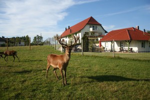 Tiergarten-_81-300x200