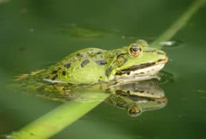 Wasserfrosch-Jost-Einstein-003-300x202