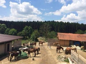 Zimmer im Hofgut mit Doppelbett